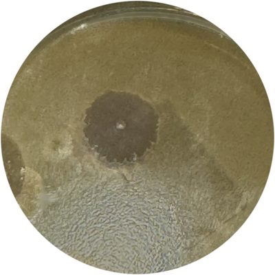 Mold plate: 2 hours of the box running, a few colonies