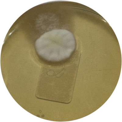 Mold plate: 8 hours running, one or two colonies