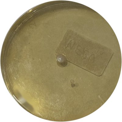 Mold plate: plate taped to the clean side of a filter, one or two small colonies
