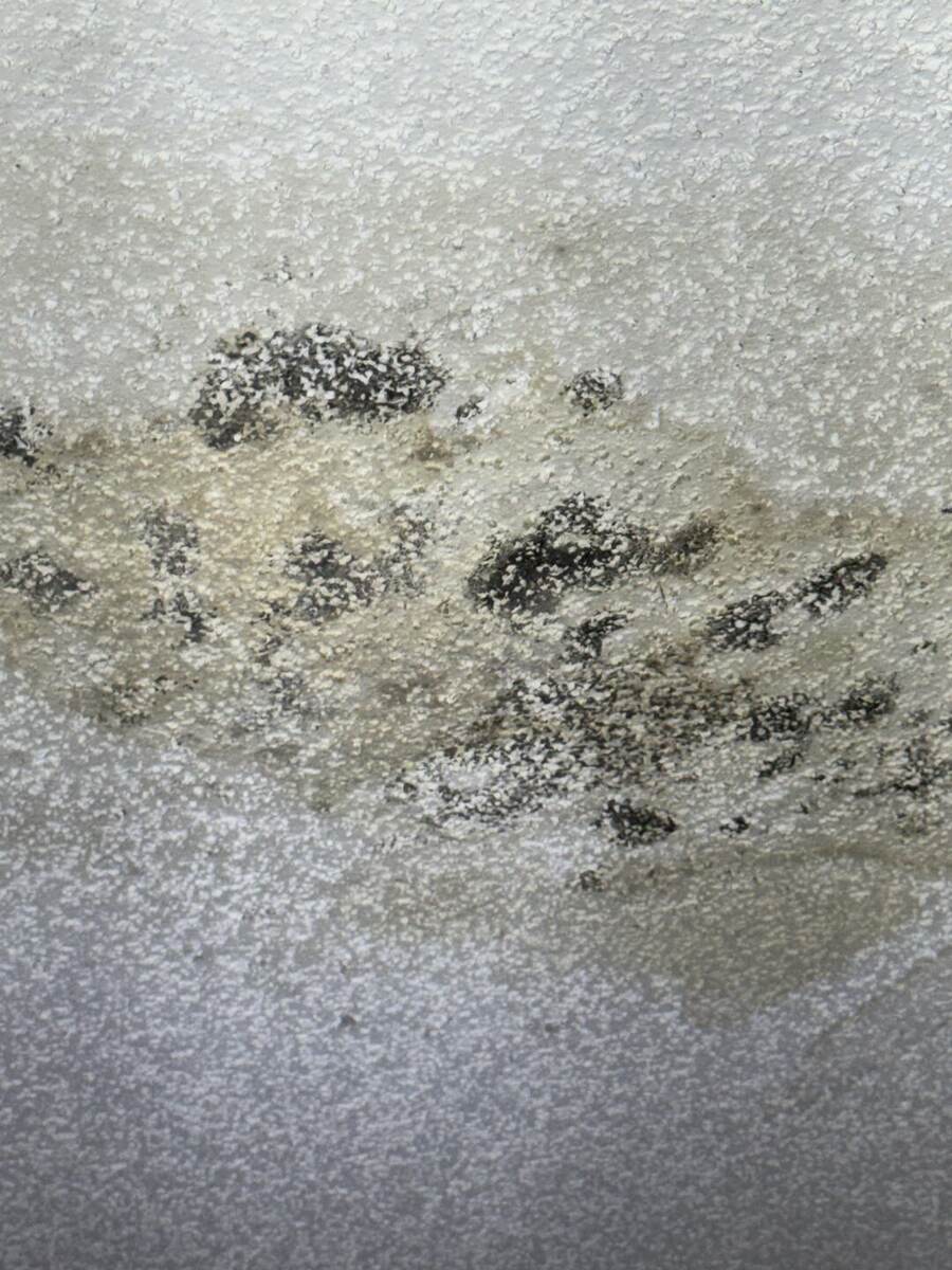 Close view of black and gray mold colonies growing across a textured ceiling