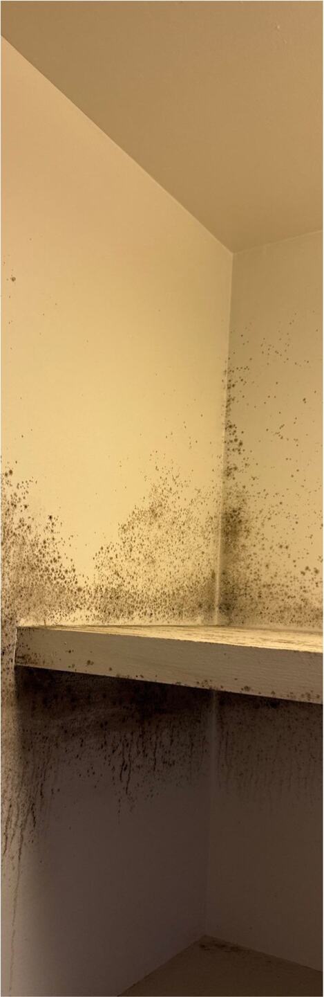 Mold growth on the back wall and shelf of a closet
