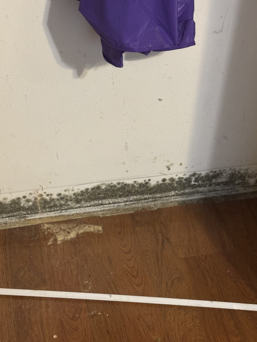 Dark mold growth along the base of a wall where the baseboard has been removed