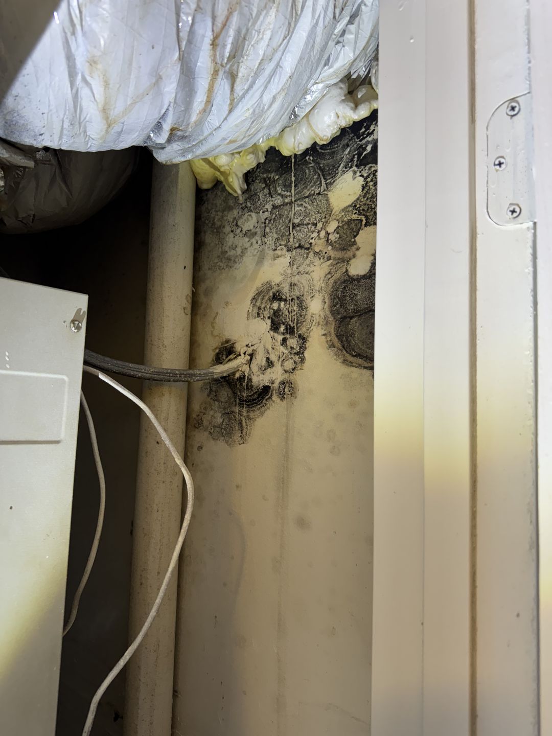 Growth inside an AC closet around the ductwork