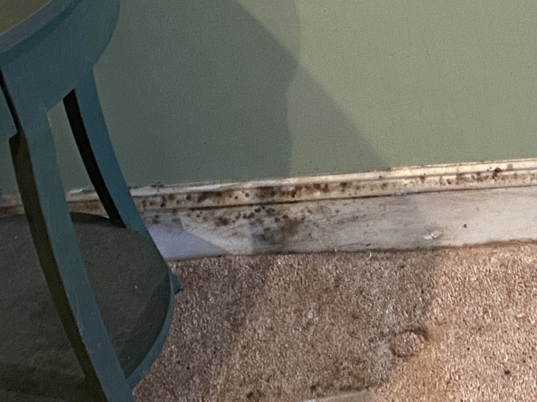 Spotting along a baseboard above carpet