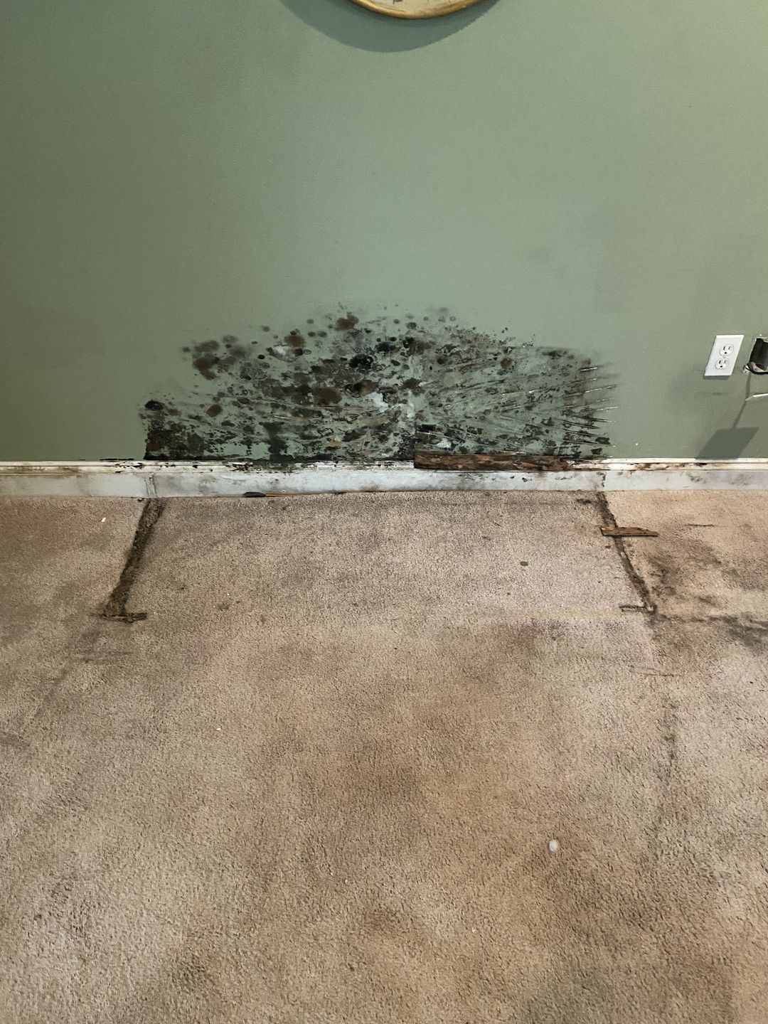 Black growth on a wall where the baseboard was removed
