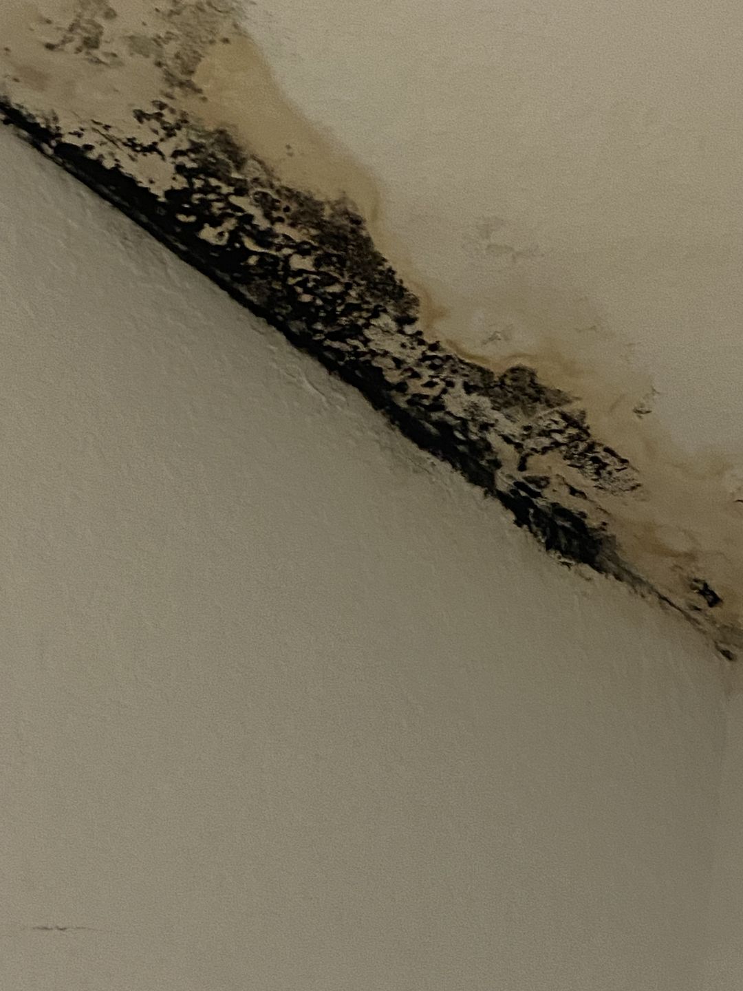 Heavy black growth along the line where the ceiling meets the wall