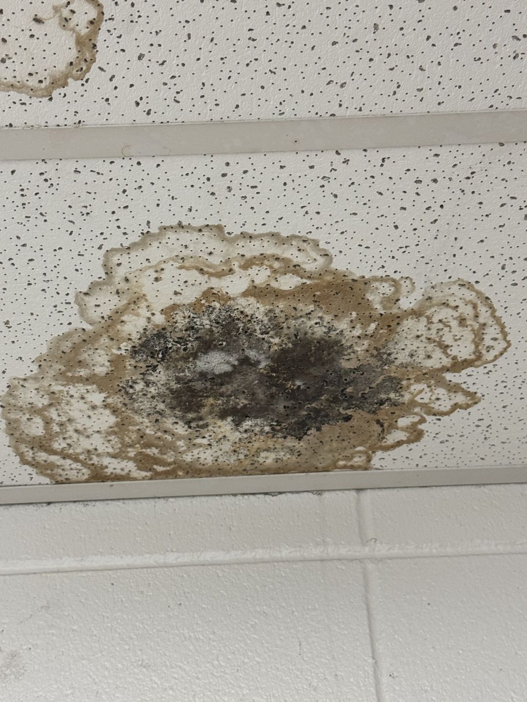 Water ring with black growth on a drop ceiling tile
