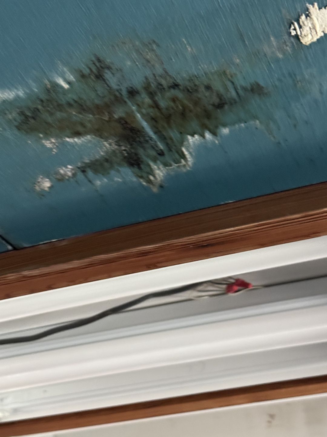 Green growth on a dark painted ceiling