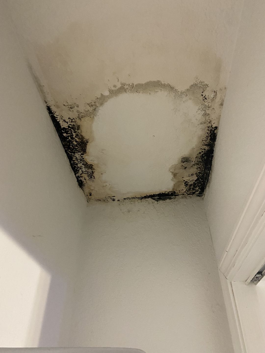 Black growth around the edge of a stained closet ceiling