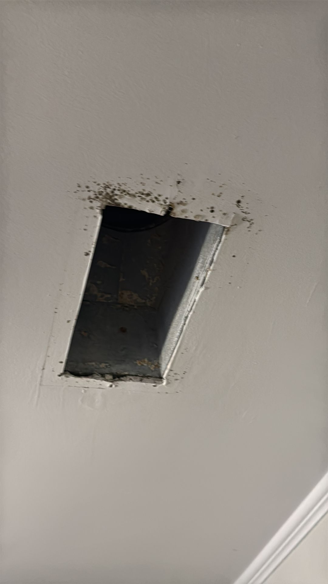 A ceiling vent opening with the cover off and growth around the edge
