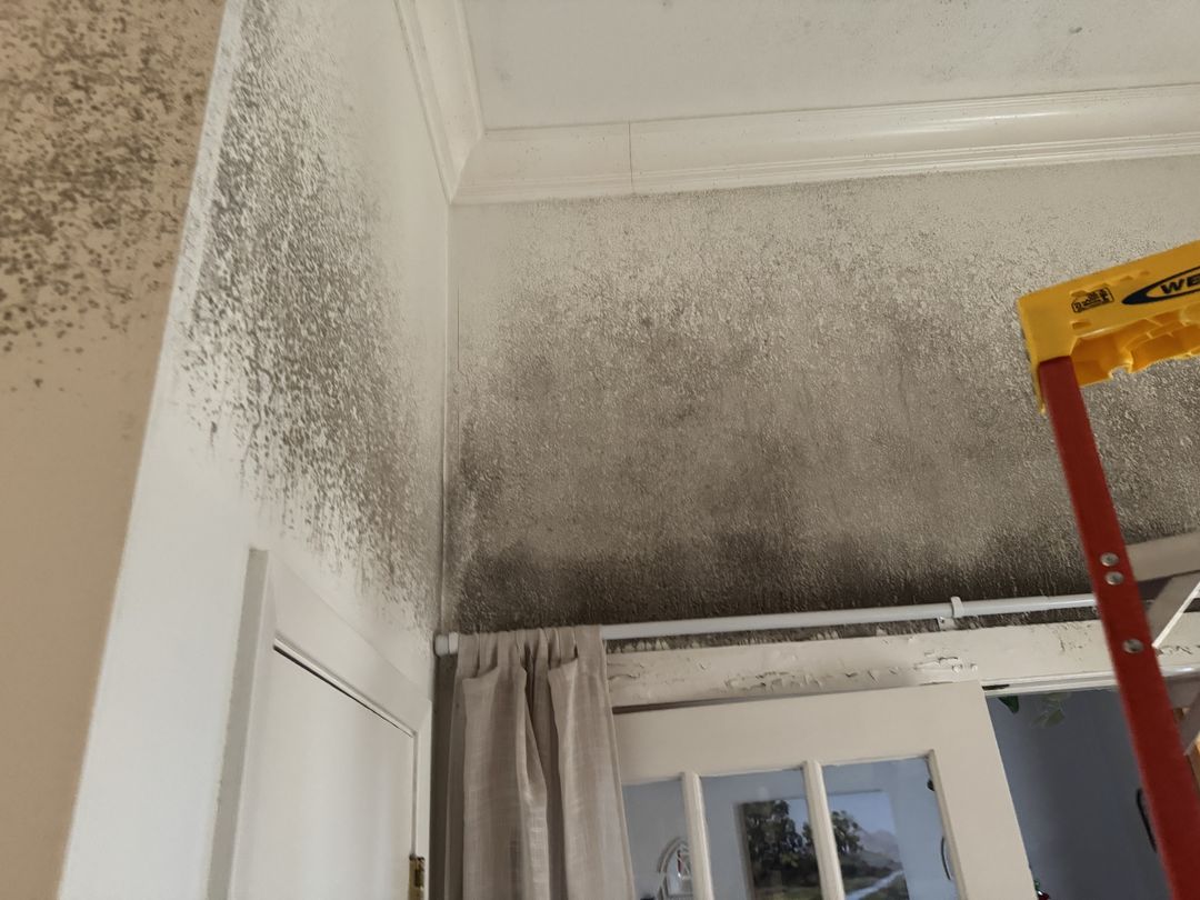 Heavy growth across a wall and ceiling around a doorway