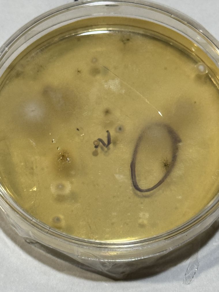 The outdoor plate at 48 hours with the first small colonies