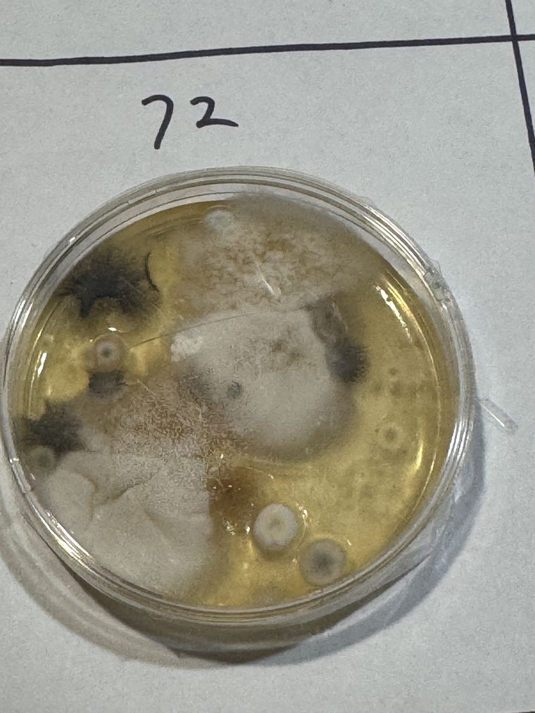 The outdoor plate at 72 hours, heavily grown