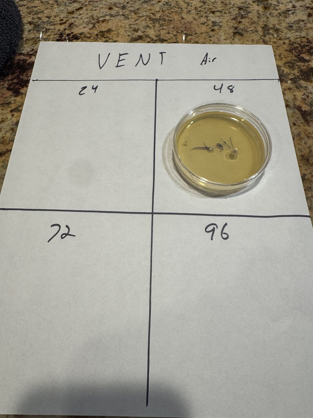 The vent air plate at 48 hours showing a few small separate colonies on clear medium