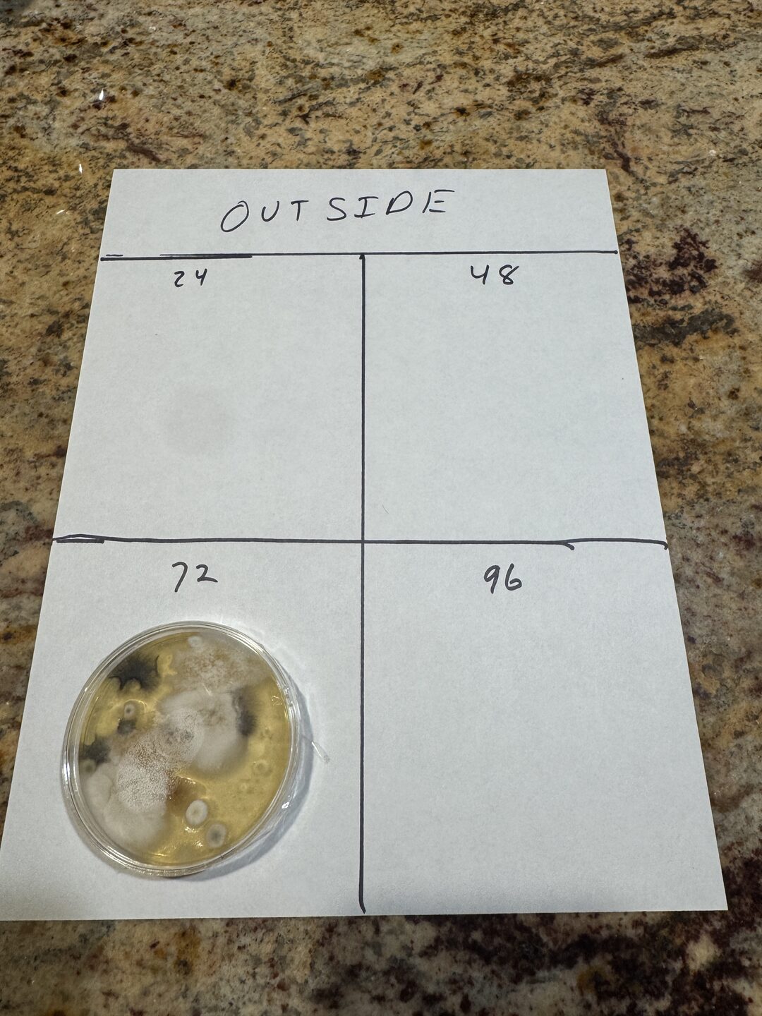 The outdoor plate at 72 hours, heavily grown with several visibly different species
