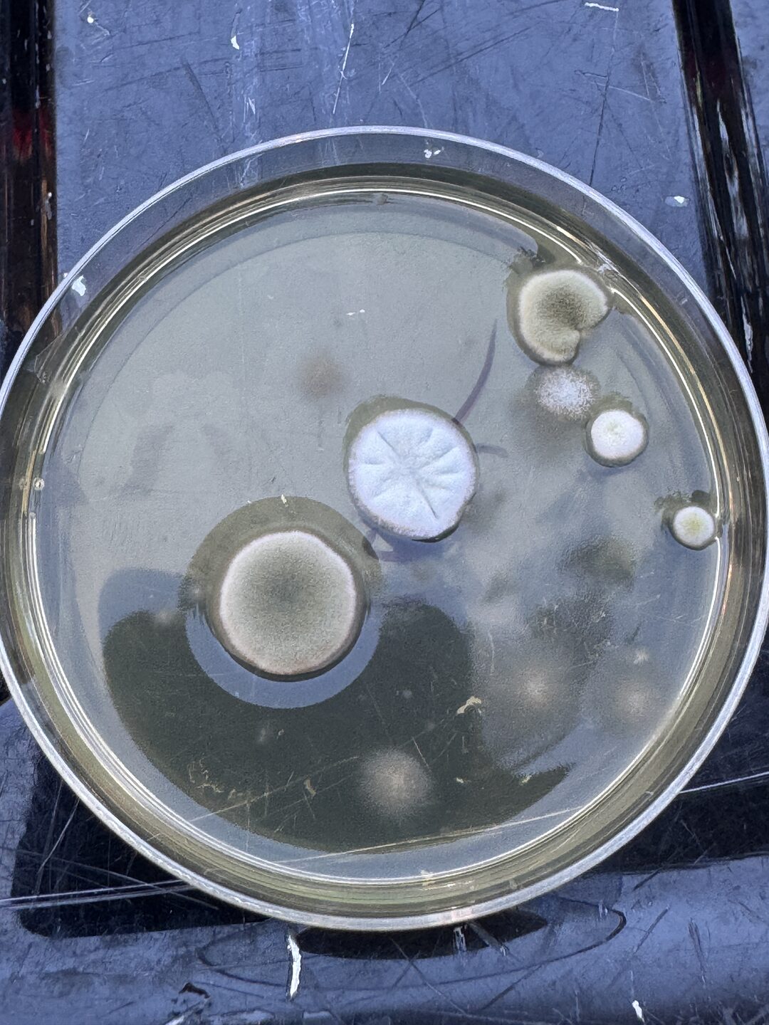 The indoor air plate at 96 hours, photographed in daylight