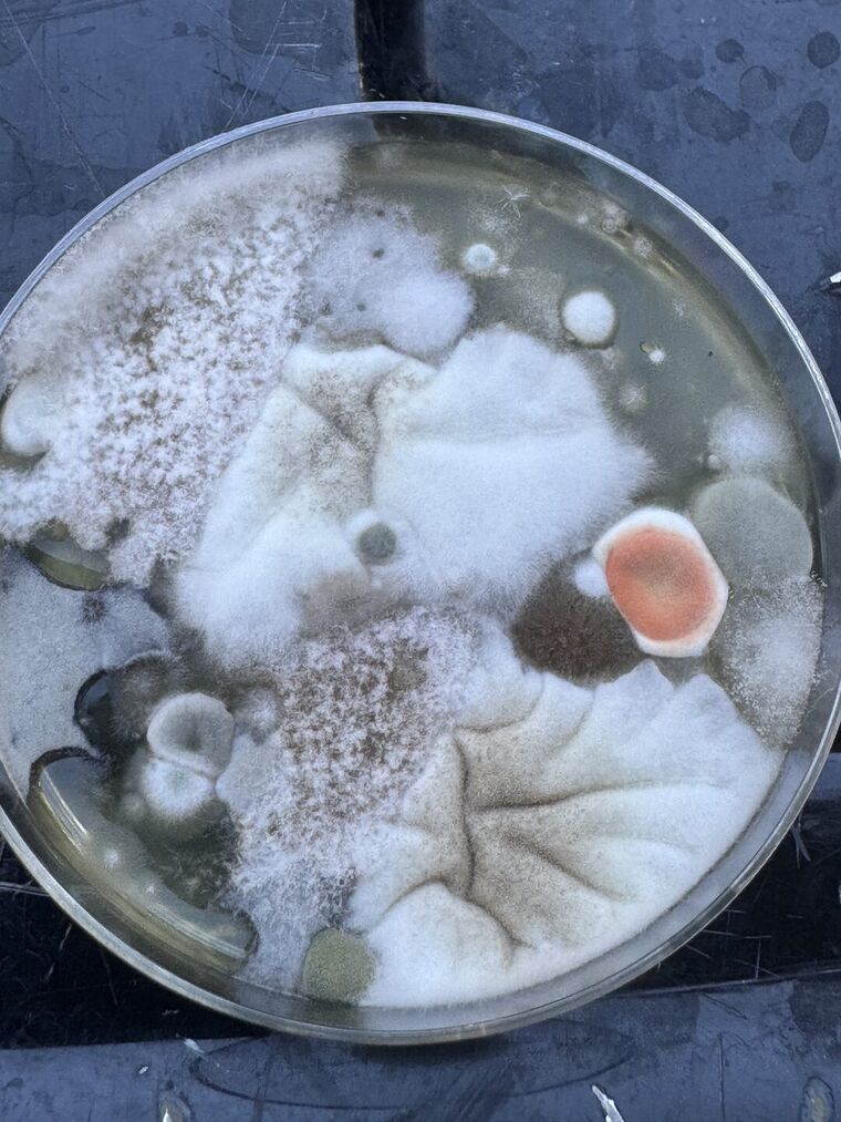 The outdoor plate at 96 hours in daylight