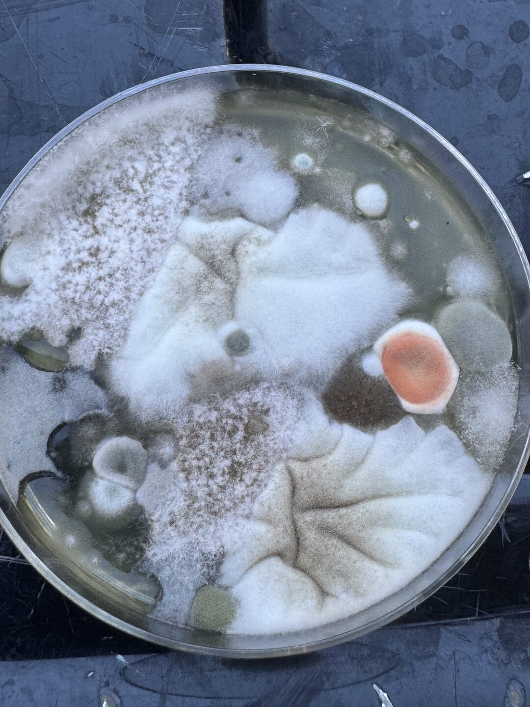 The outside plate at 96 hours, photographed in daylight