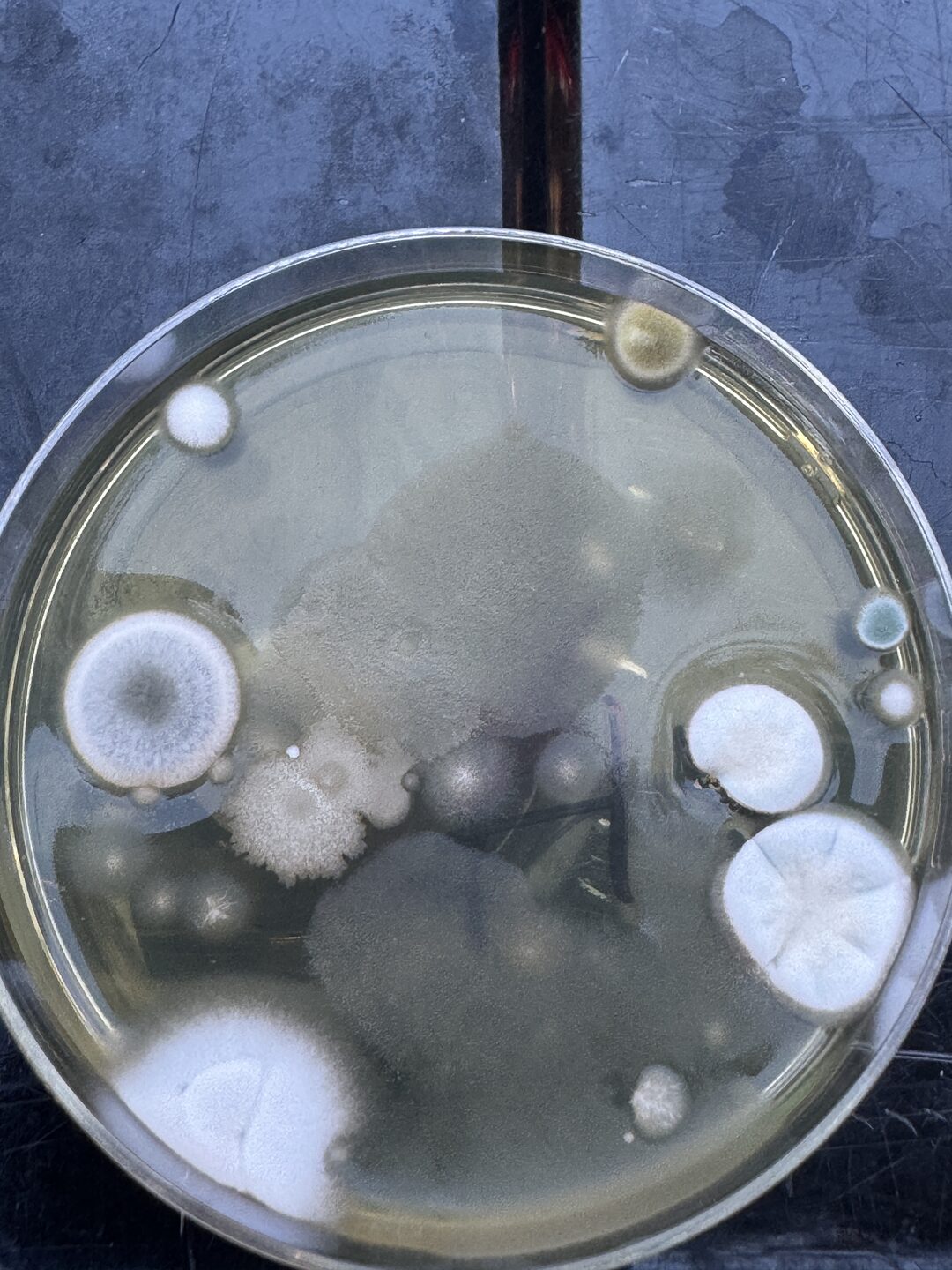 The vent air plate at 96 hours, photographed in daylight