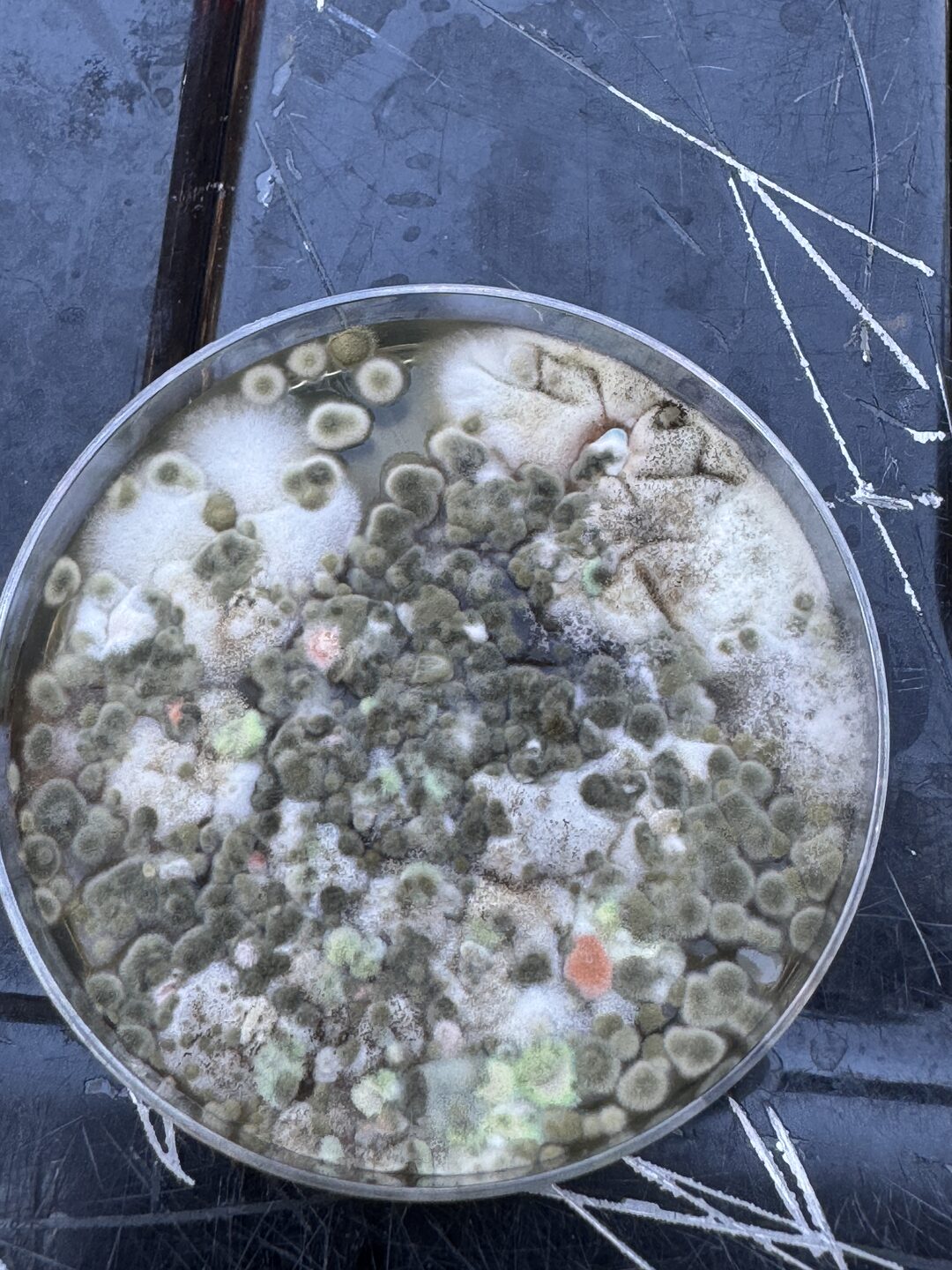 The vent swab plate at 96 hours, photographed in daylight