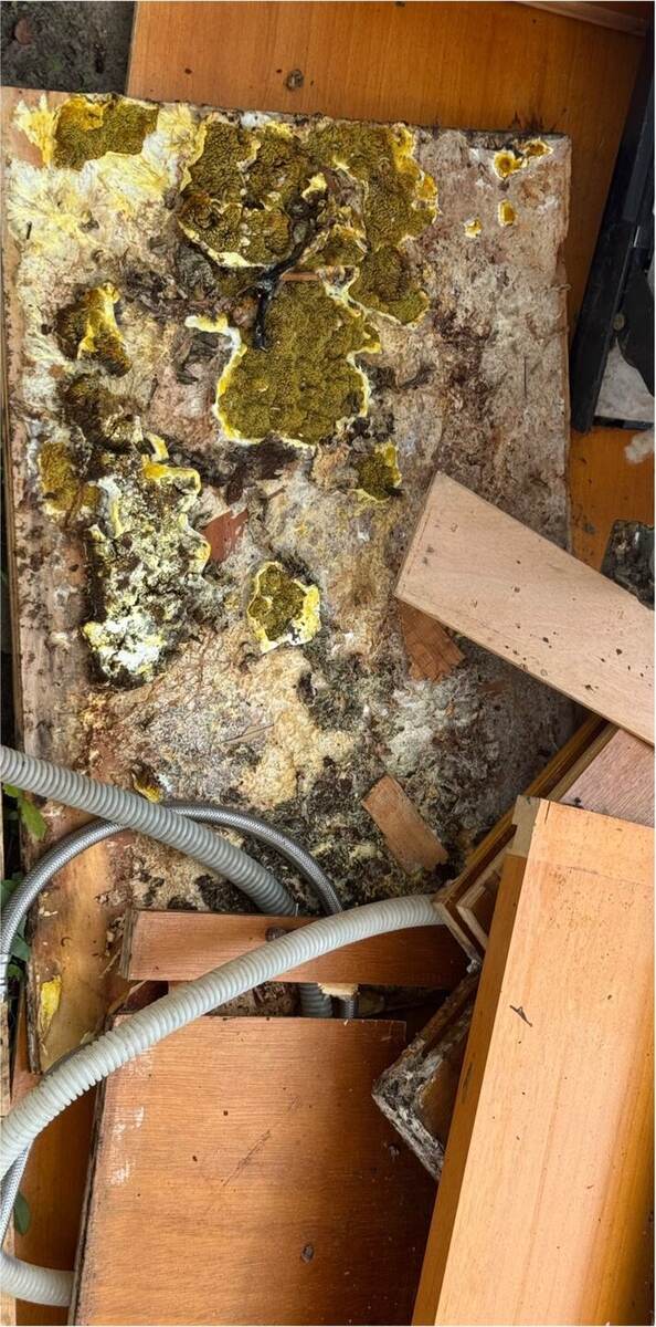 Yellow and green fungal growth across a removed section of subfloor